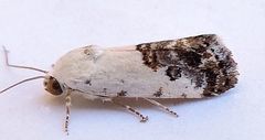 Ponometia phecolisca