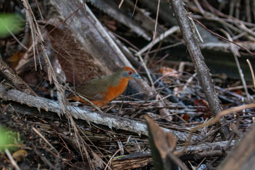 Russet-crowned Crake (Rufirallus viridis), photo 8