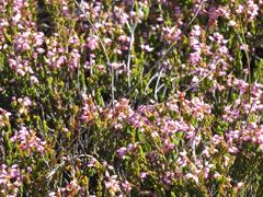 Erica nudiflora