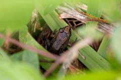 Leptodactylus natalensis