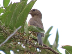 Passerina rositae