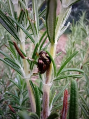 Chrysolina americana