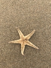Astropecten verrilli