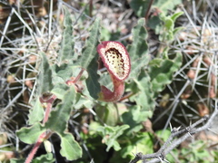 Aristolochia coryi