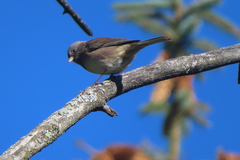 Junco hyemalis