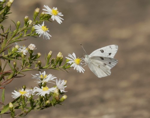 Checkered White, Oakes Quarry, Fairborn, OH, USA, photo 9 of 10