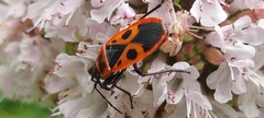 Pyrrhocoris apterus
