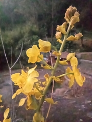 Cyrtopodium glutiniferum