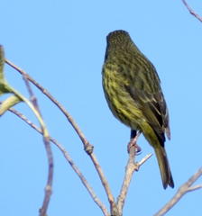 Crithagra scotops umbrosa