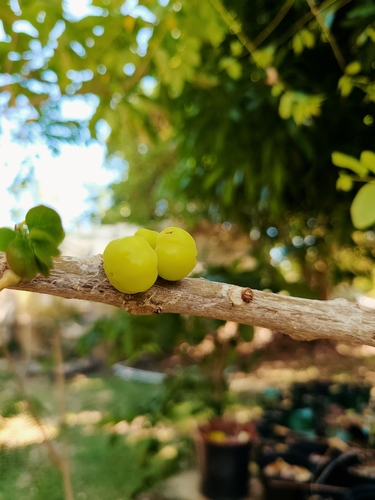 Image of Phyllanthus acidus by (c) ritirene, some rights reserved (CC BY)