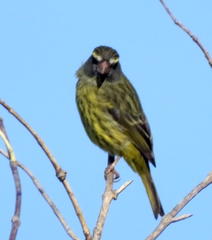 Crithagra scotops umbrosa