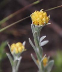 Helichrysum cephaloideum