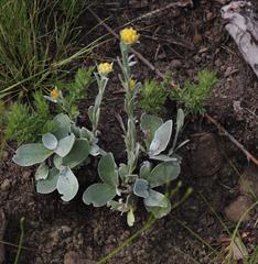 Helichrysum cephaloideum