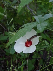 Hibiscus biseptus