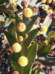 Acacia glaucoptera