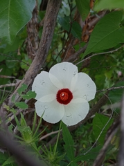 Hibiscus biseptus