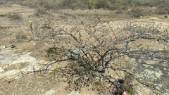 Cnidoscolus bahianus