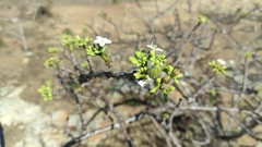 Cnidoscolus bahianus