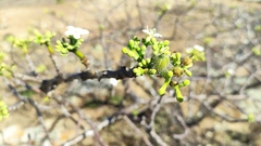 Cnidoscolus bahianus