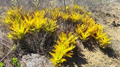 Wittmackia patentissima