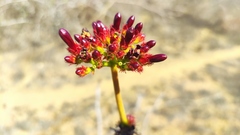 Jatropha palmatipartita