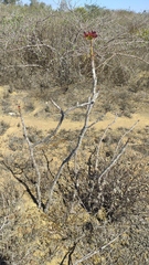 Jatropha palmatipartita