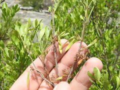 Fraxinus greggii