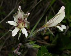 Pelargonium carneum
