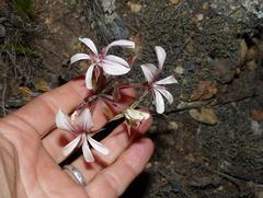 Pelargonium carneum