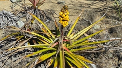 Bromelia laciniosa