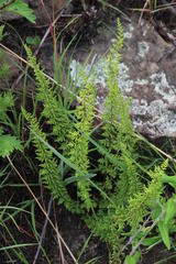 Cheilanthes hirta