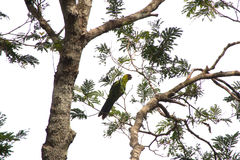 Eunymphicus cornutus