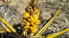 Bromelia laciniosa