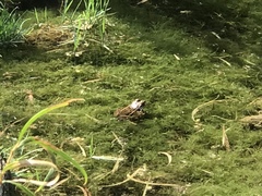 Lithobates onca