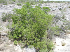 Fraxinus greggii