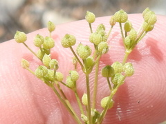 Spermolepis inermis
