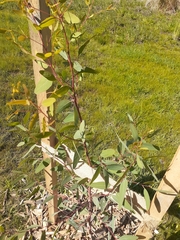 Eucalyptus yarraensis