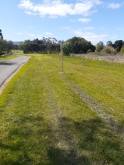 Eucalyptus yarraensis