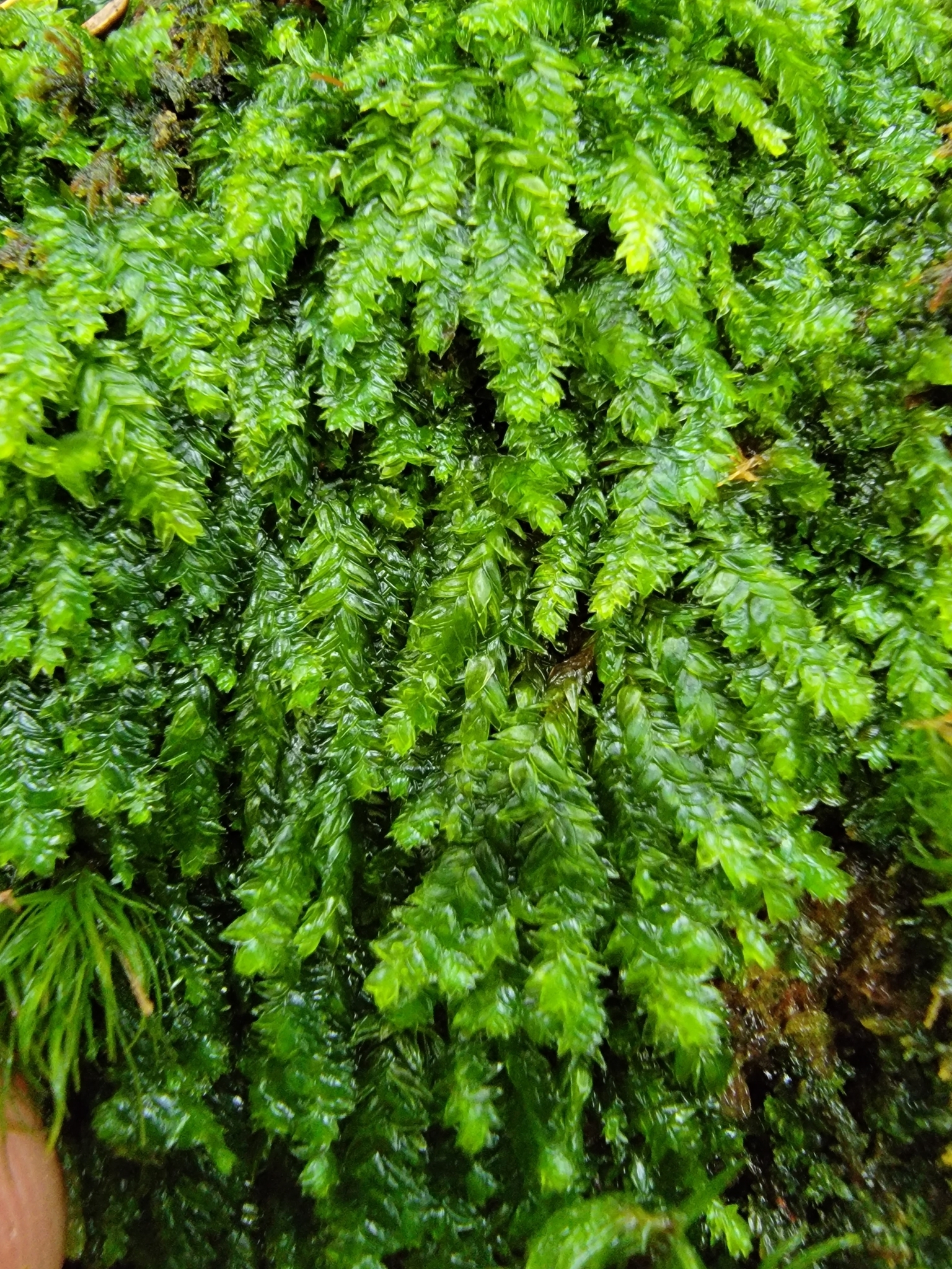 Plagiothecium denticulatum