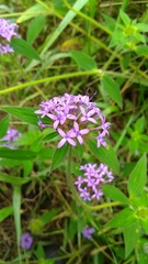 Crusea hispida