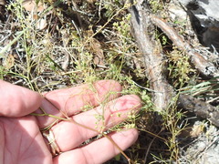 Spermolepis inermis