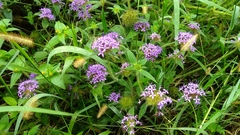 Crusea hispida