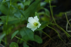 Eustoma exaltatum exaltatum