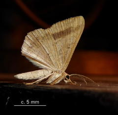 Chiasmia furcata