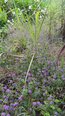 Crusea hispida