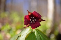 Trillium sulcatum