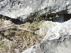 Spermolepis inermis