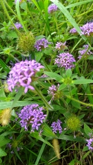 Crusea hispida