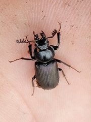 Platycerus depressus