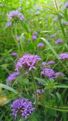 Crusea hispida